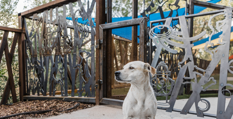 A white medium sized dog in front of a custom steel gate
