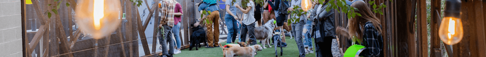 A modern industrial dog park filled with people and dogs